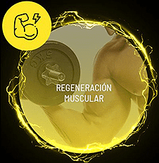 Regeneración Muscular